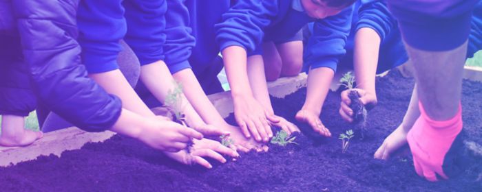 KPMG rainbow allotment project - children planting vegetable seeds